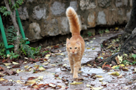 写真　バルカン半島の猫達 2010.12.1