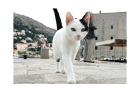 2010.12.1Dubrovnikの猫達