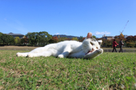 2011 夏-冬　鴨川