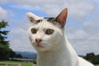 2011.6.22　青空　鴨川