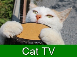 images/cattv.jpg
