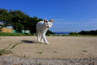 images/botan-shiro2012.jpg